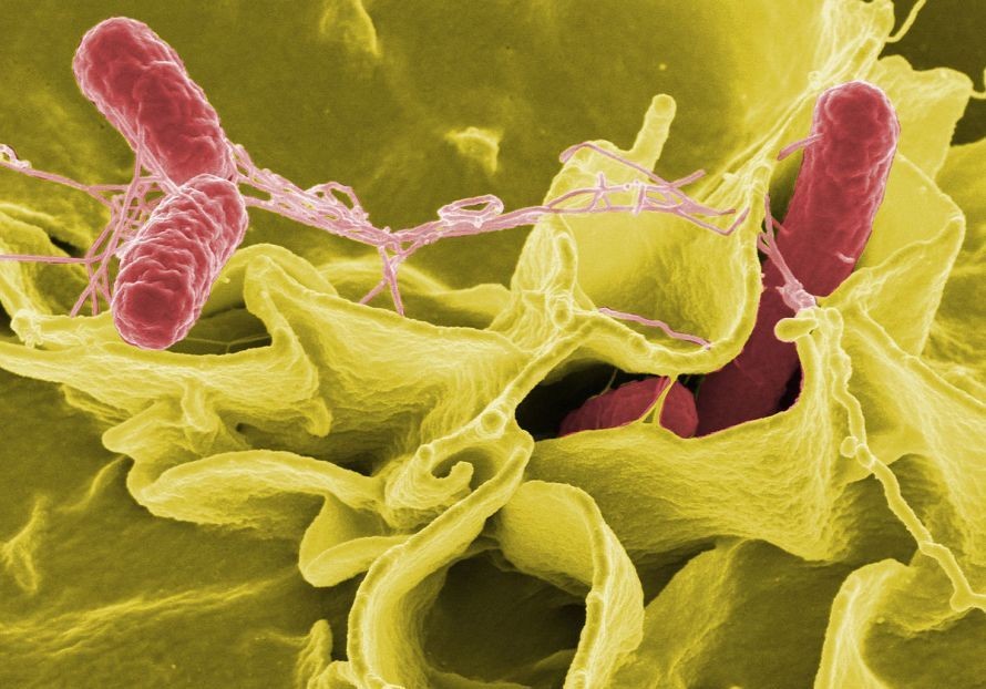 Salmonella infection transmitted from chickens to humans in the United States